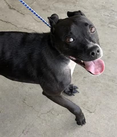 Miley - Mixed Breed