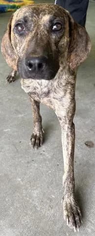 Randi - Mixed Breed