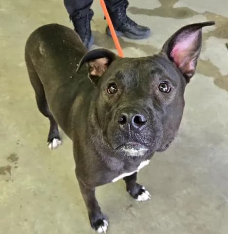 Riptide - Mixed Breed