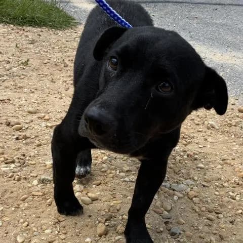 Freddie - Mixed Breed