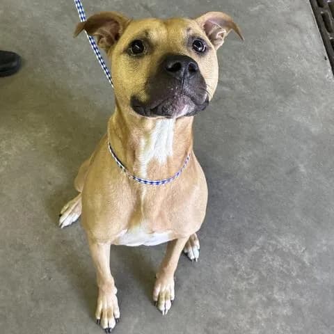 Wheeler - Mixed Breed