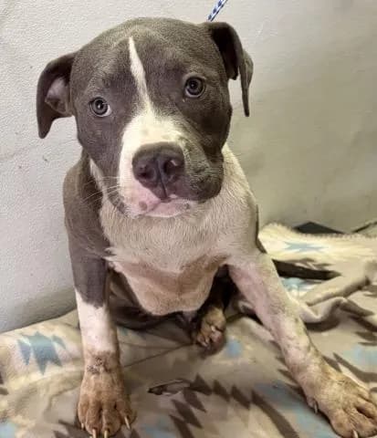 Morty - Mixed Breed