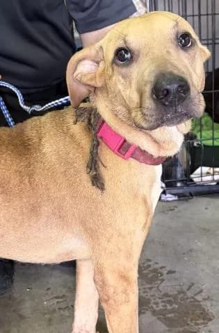 Rick - Mixed Breed