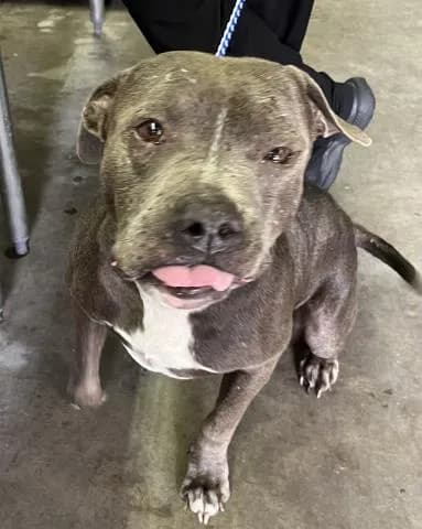 Cletus Luv - Mixed Breed
