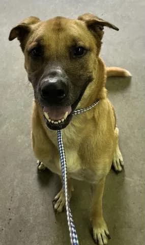 Maverick - Labrador Retriever mix