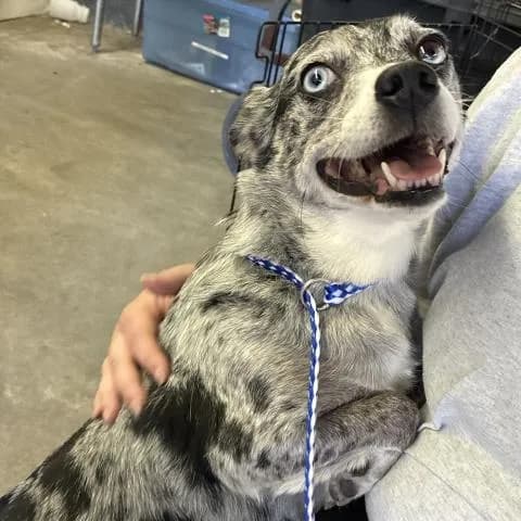 Frex - Mixed Breed