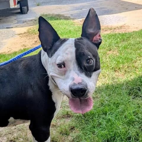 Cleo - Mixed Breed