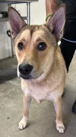 Uno - Mixed Breed