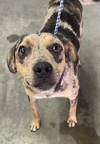 Sir Aspen - Catahoula Leopard Hound mix