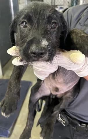Striker - Mixed Breed