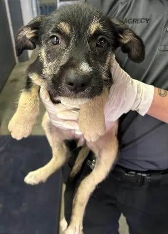 Bunny - Mixed Breed