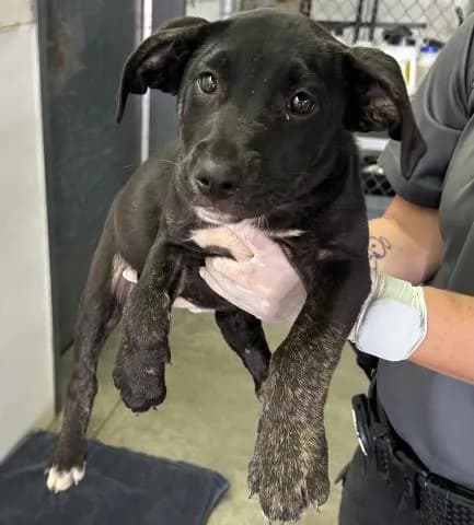 Jersey - Mixed Breed