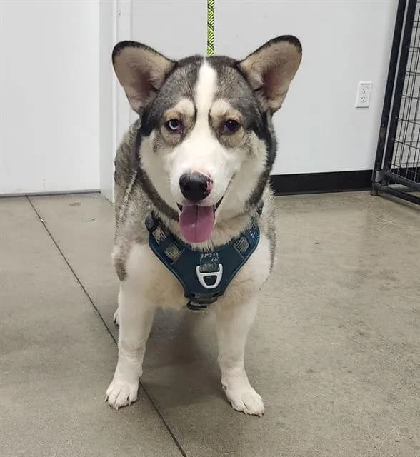 Colt - Alaskan Husky mix