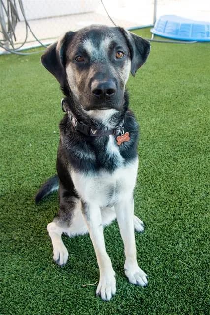 Bagel - German Shepherd Dog mix