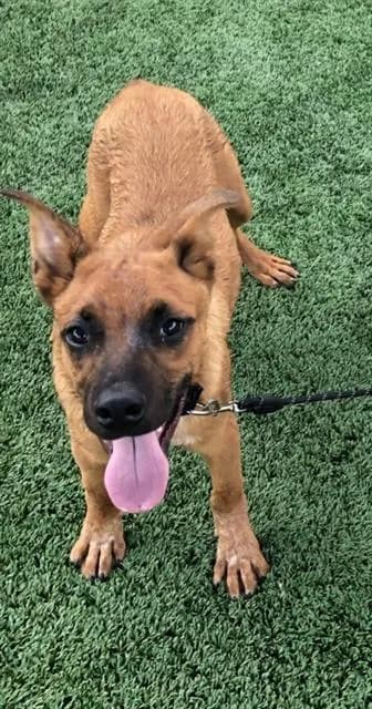 Scamp* - Australian Cattle Dog mix