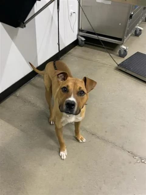 Bruno - Boxer mix