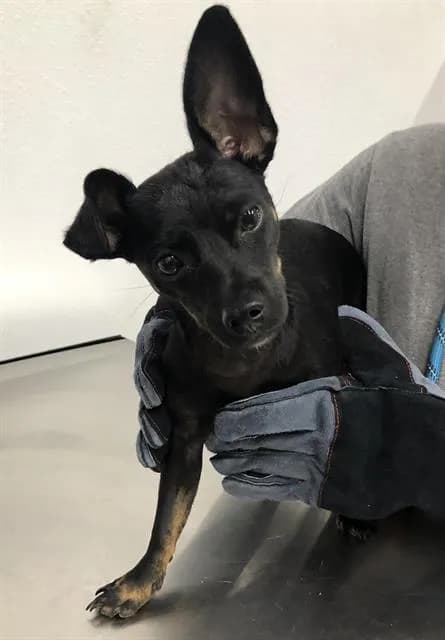Unnamed - Chihuahua - Smooth Coated