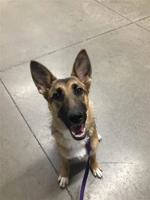 Kai - German Shepherd Dog mix