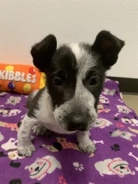 Ricky* - Australian Cattle Dog mix