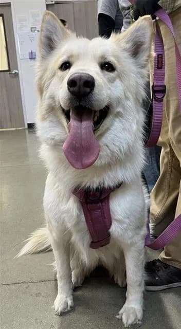 Lonnifer - Alaskan Husky mix