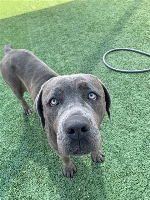 Stevie - Cane Corso