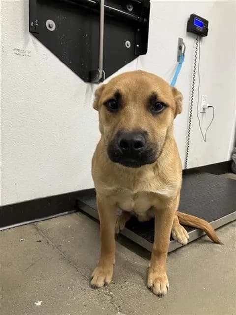 Bear - German Shepherd Dog mix