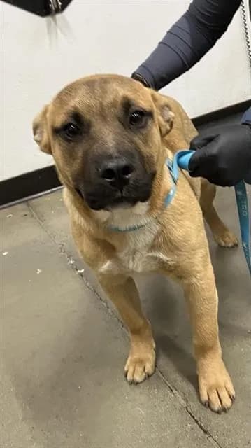 Charlie - German Shepherd Dog mix