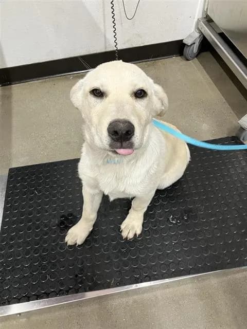 Blondi - Labrador Retriever mix