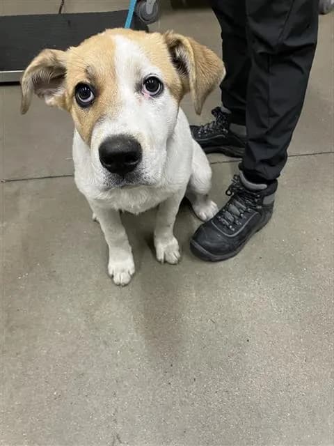 Lexie - Labrador Retriever mix