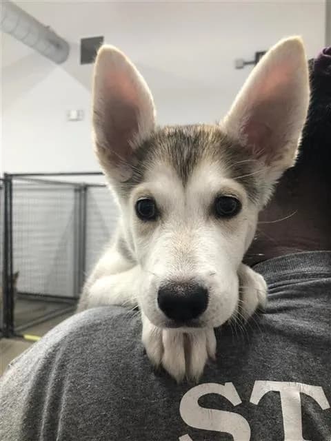 Piper - Alaskan Husky mix