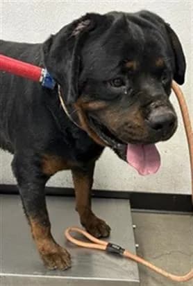 Patas - Rottweiler