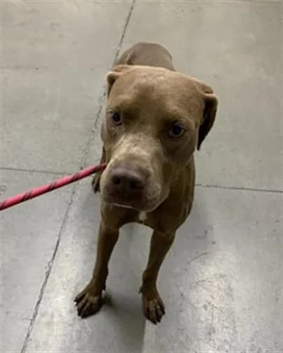 Unnamed - Doberman Pinscher mix