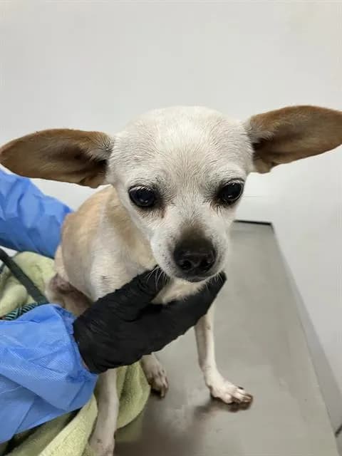 Unnamed - Chihuahua - Smooth Coated mix