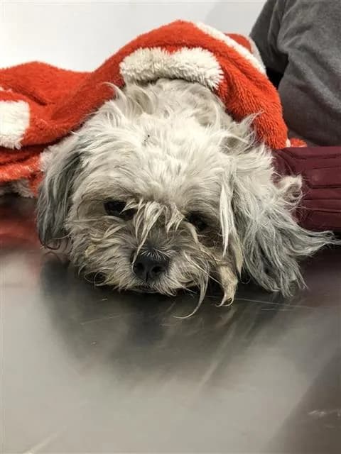 Bandit - Shih Tzu mix