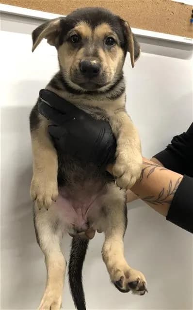 Unnamed - German Shepherd Dog mix