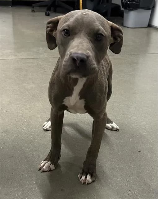 Unnamed - Pit Bull Terrier mix