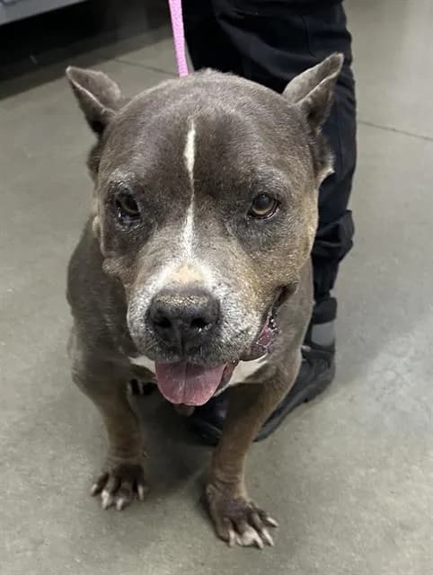 Cricket - Pit Bull Terrier mix