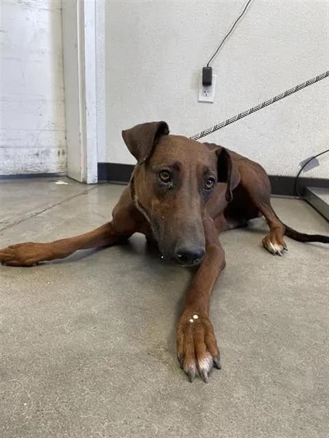 Unnamed - Doberman Pinscher