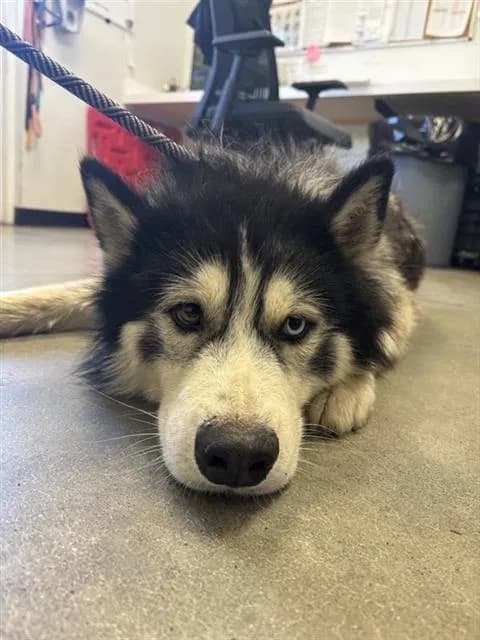 Unnamed - Siberian Husky