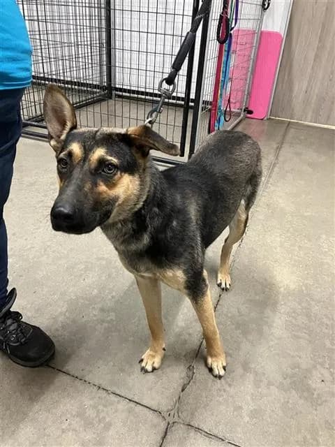 Unnamed - German Shepherd Dog mix