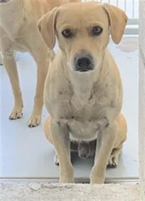 Carmel - Chihuahua - Smooth Coated mix