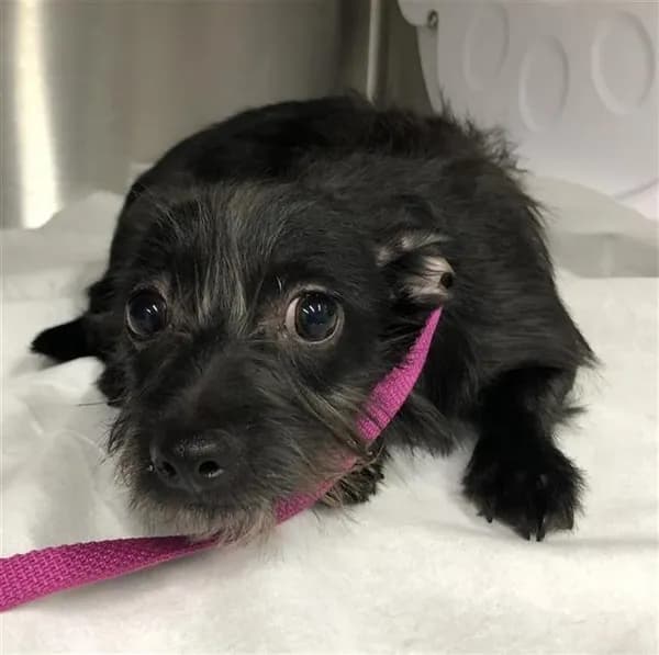 Unnamed - Terrier mix