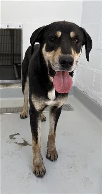 Roy Rogers - Labrador Retriever mix
