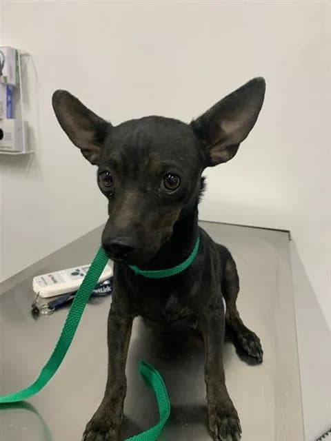 Unnamed - Chihuahua - Smooth Coated mix