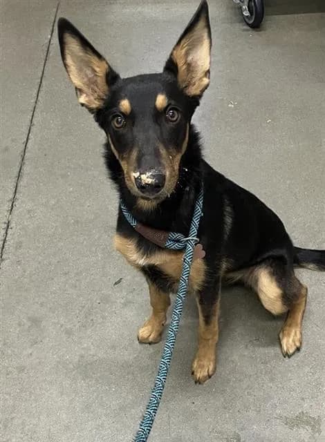 Unnamed - German Shepherd Dog