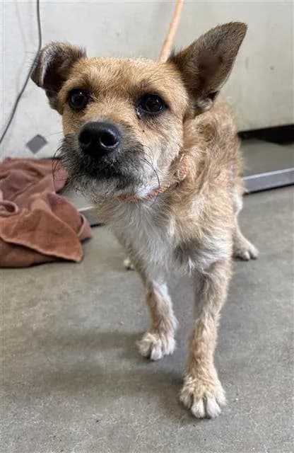 Unnamed - Terrier