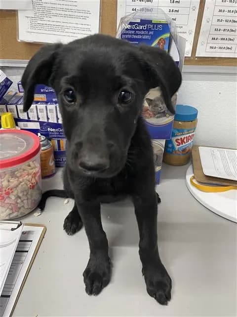 Unnamed - Labrador Retriever mix