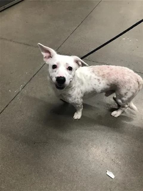Gale* - Pit Bull Terrier mix