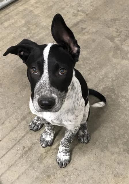 Unnamed - Australian Cattle Dog