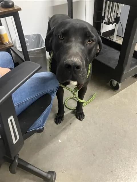 Grimm - Great Dane mix